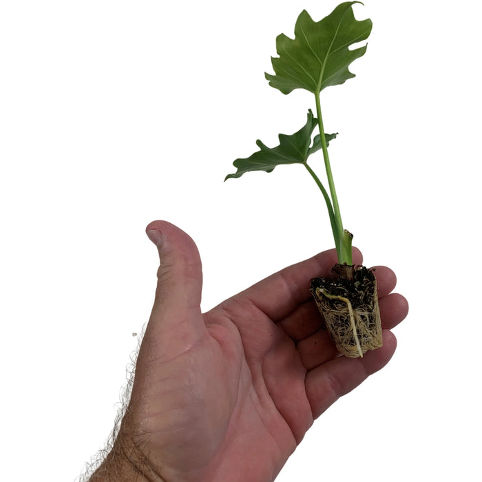 Philodendron Hope-Starter Plant/4" Grower Pot