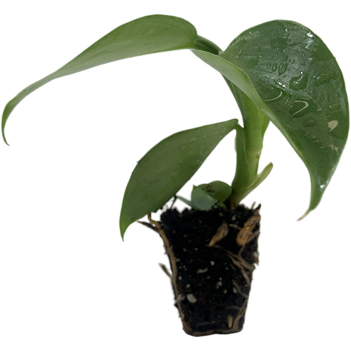 Philodendron Hastatum - Silver Sword-Starter Plant/4" Grower Pot