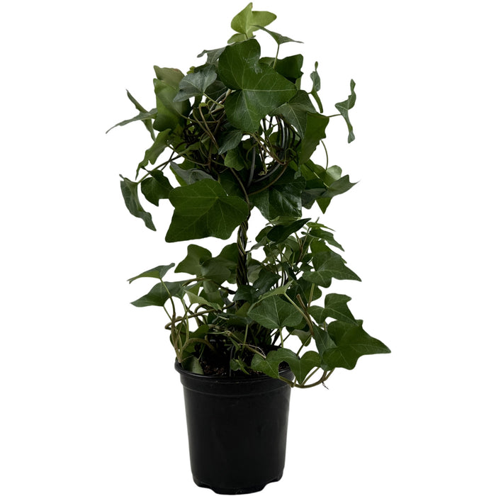 Green Ivy Globe-4" Grower Pot