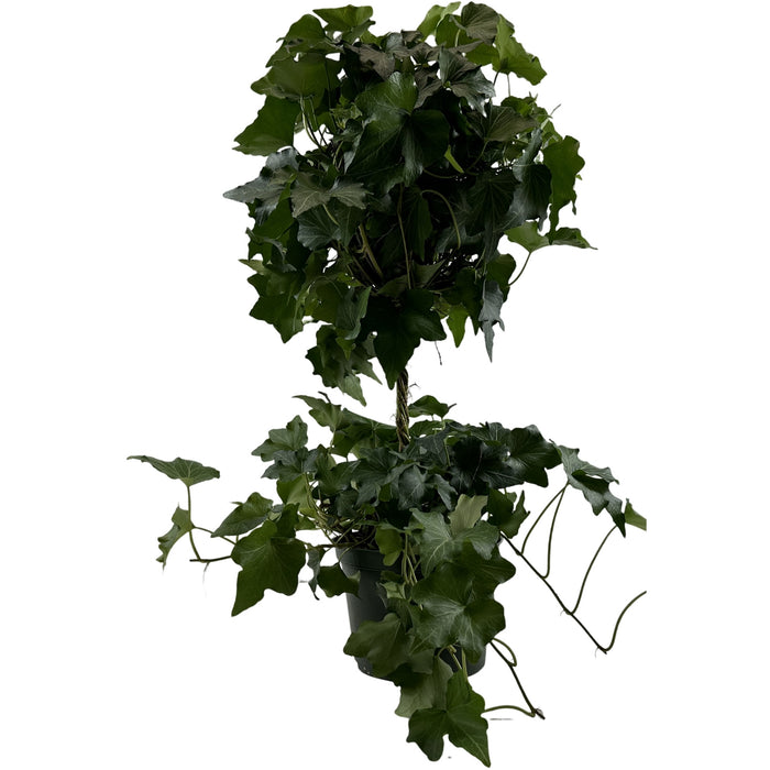 Green Ivy Globe-6" Grower Pot