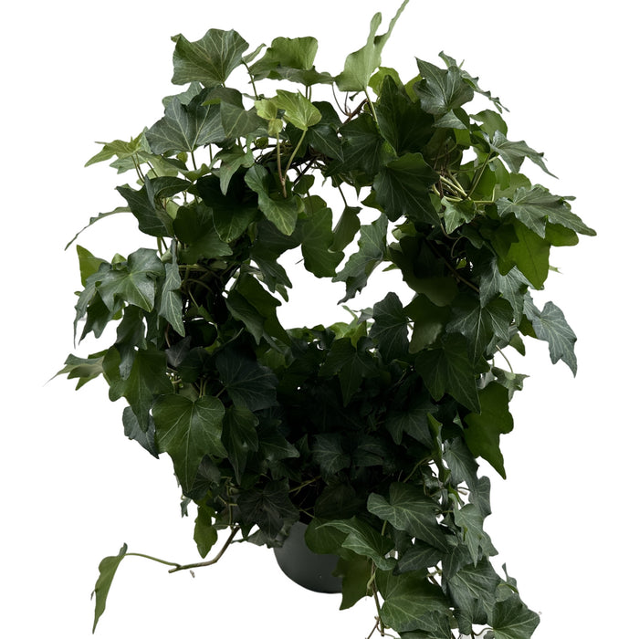 Green Ivy Hoop-6" Grower Pot