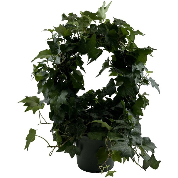 Green Ivy Hoop-6" Grower Pot