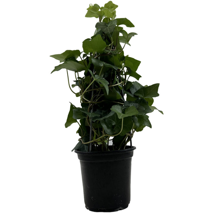 Green Ivy Tree-4" Grower Pot