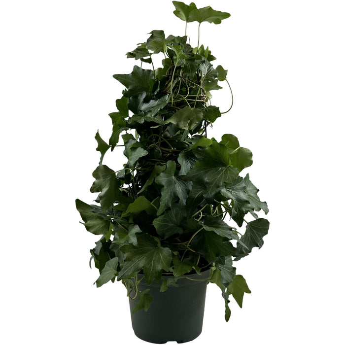 Green Ivy Tree-6" Grower Pot