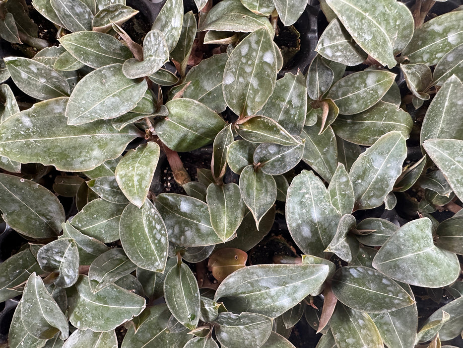 Jewel Orchid Black- Starter Plant/4" Grower Pot