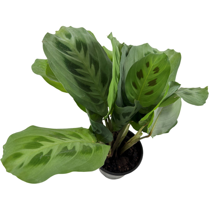 Maranta "Green"- 4" Grower Pot