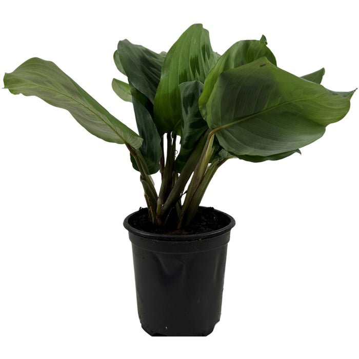 Maranta "Green"- 4" Grower Pot