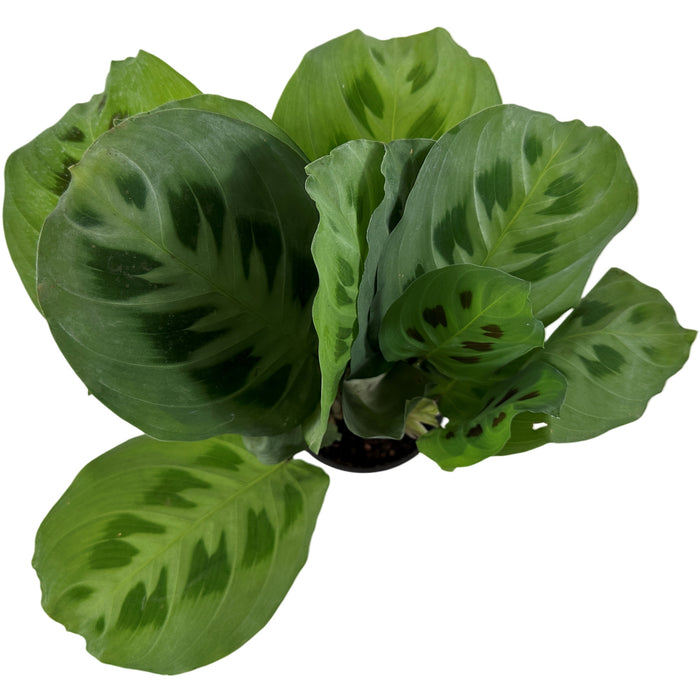 Maranta "Green"- 4" Grower Pot