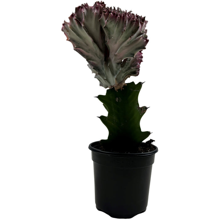 Mermaid Tail Cactus- 4" Grower Pot