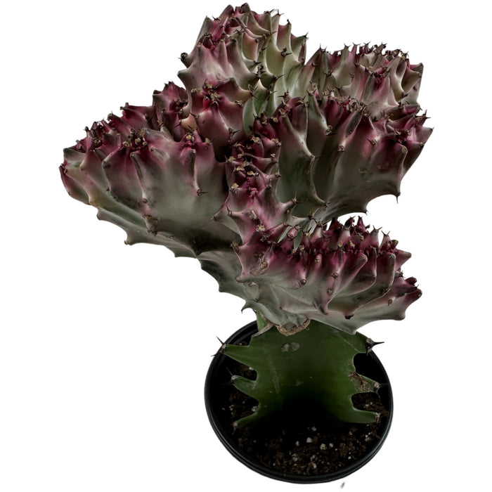 Mermaid Tail Cactus- 4" Grower Pot