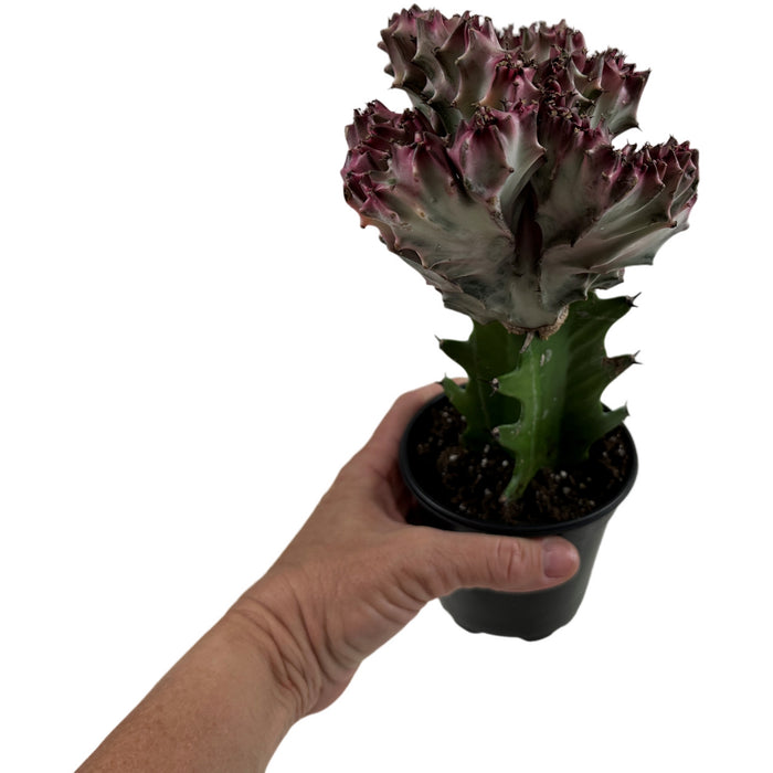 Mermaid Tail Cactus- 4" Grower Pot