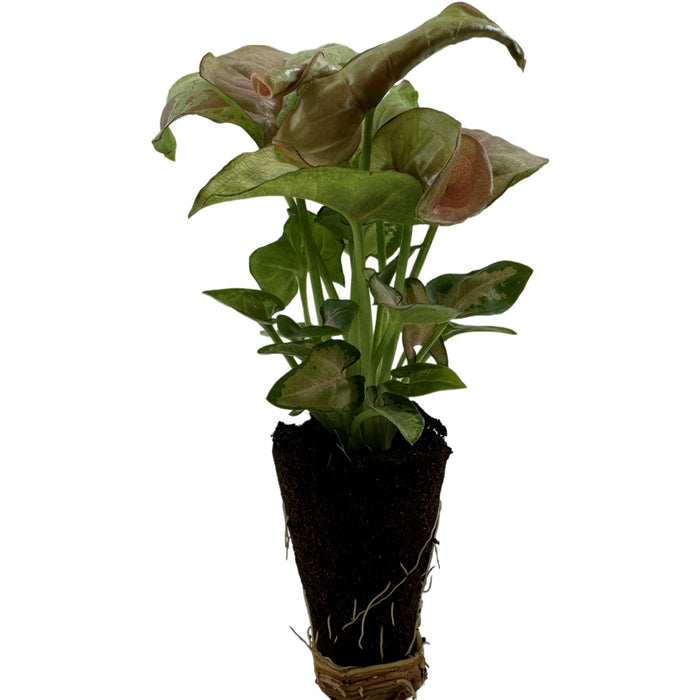 Syngonium Podophyllum"Milk Confetti"-Starter Plant/4" Grower Pot