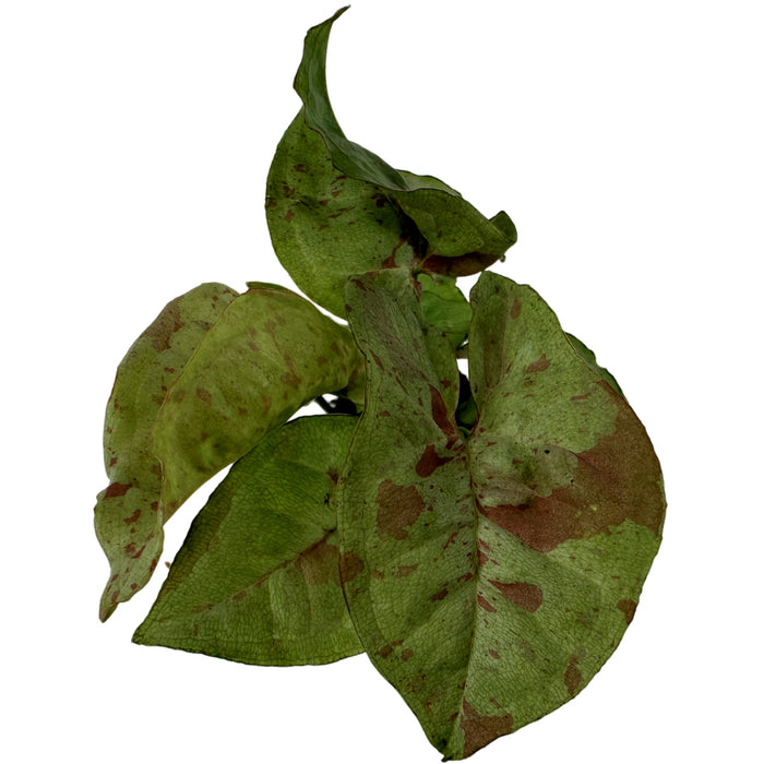 Syngonium Podophyllum"Milk Confetti"-Starter Plant/4" Grower Pot