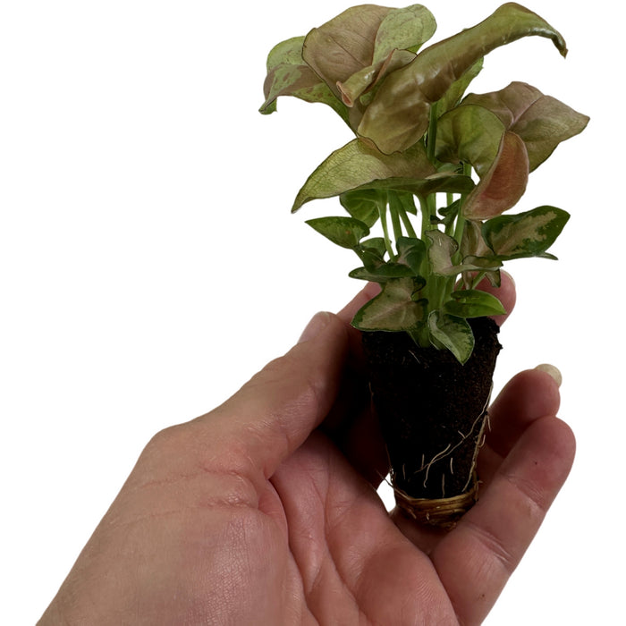 Syngonium Podophyllum"Milk Confetti"-Starter Plant/4" Grower Pot