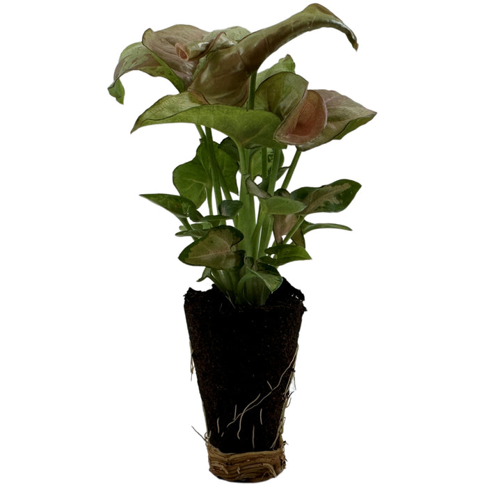 Syngonium Podophyllum"Milk Confetti"-Starter Plant/4" Grower Pot