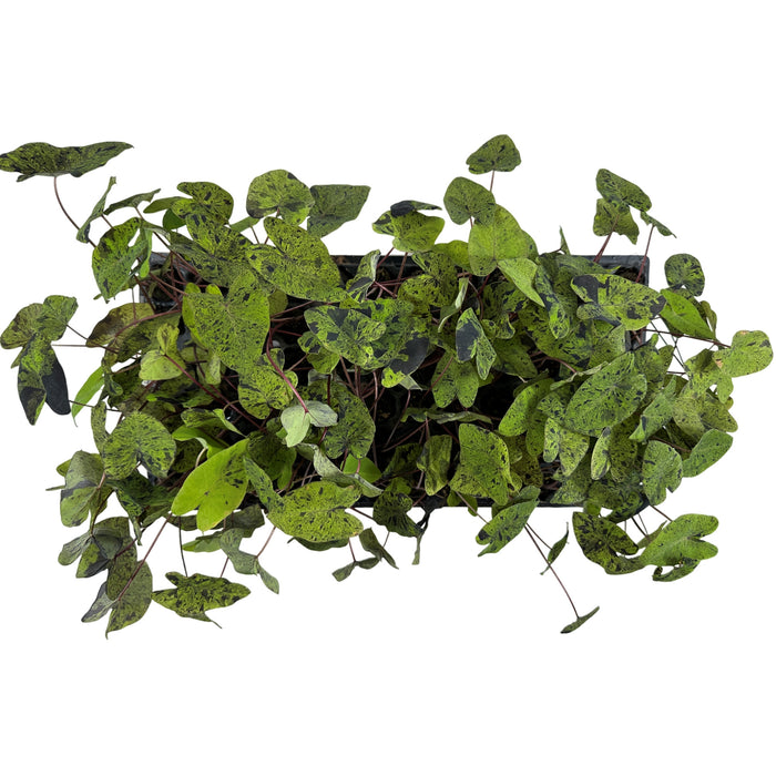 Colocasia Esculenta Mojito-  Starter Plant