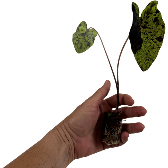 Colocasia Esculenta Mojito-  Starter Plant