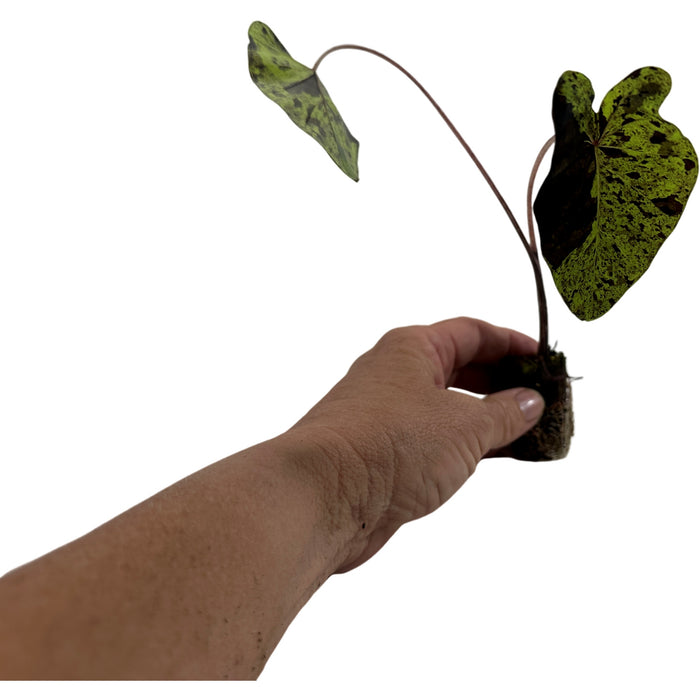Colocasia Esculenta Mojito-  Starter Plant
