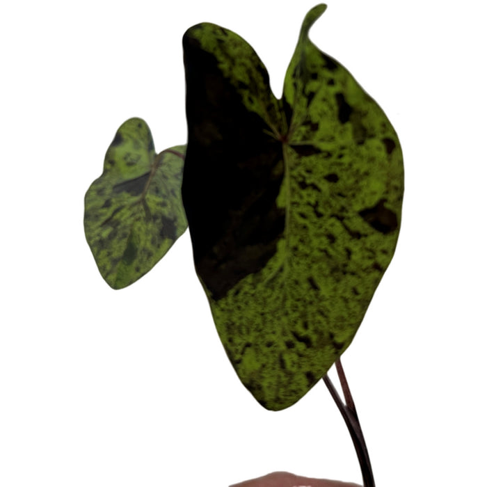 Colocasia Esculenta Mojito-  Starter Plant