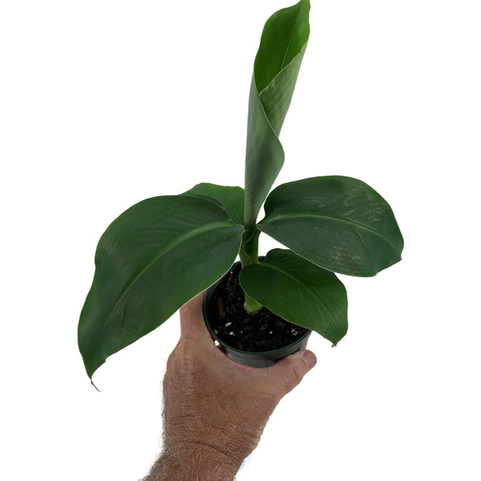 Musa Acuminata Super Dwarf Banana Starter Plant or 4" Grower Pot