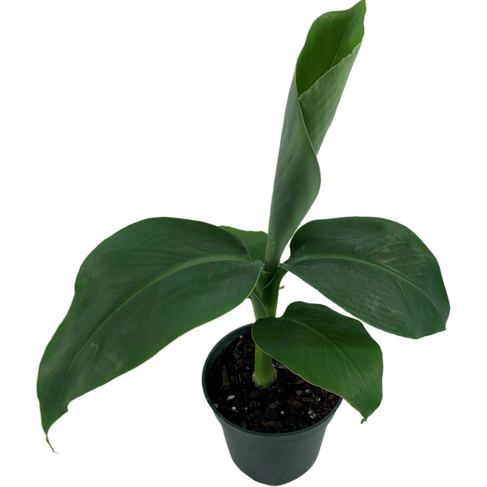 Musa Acuminata Super Dwarf Banana Starter Plant or 4" Grower Pot