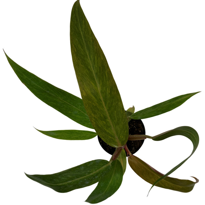 Philodendron Orange Marmelade-Starter Plant or 4" Grower Pot