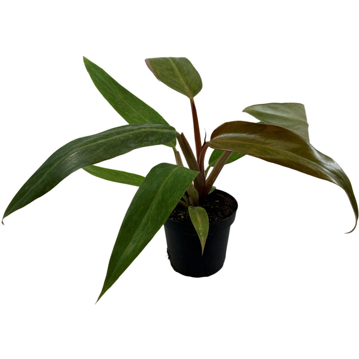 Philodendron Orange Marmelade-Starter Plant or 4" Grower Pot