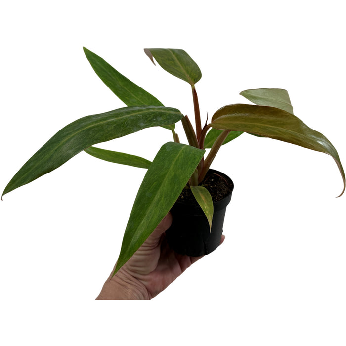 Philodendron Orange Marmelade-Starter Plant or 4" Grower Pot