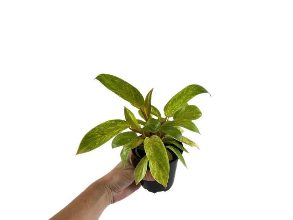 Philodendron Painted Lady-Starter Plant or 4" Grower Pot