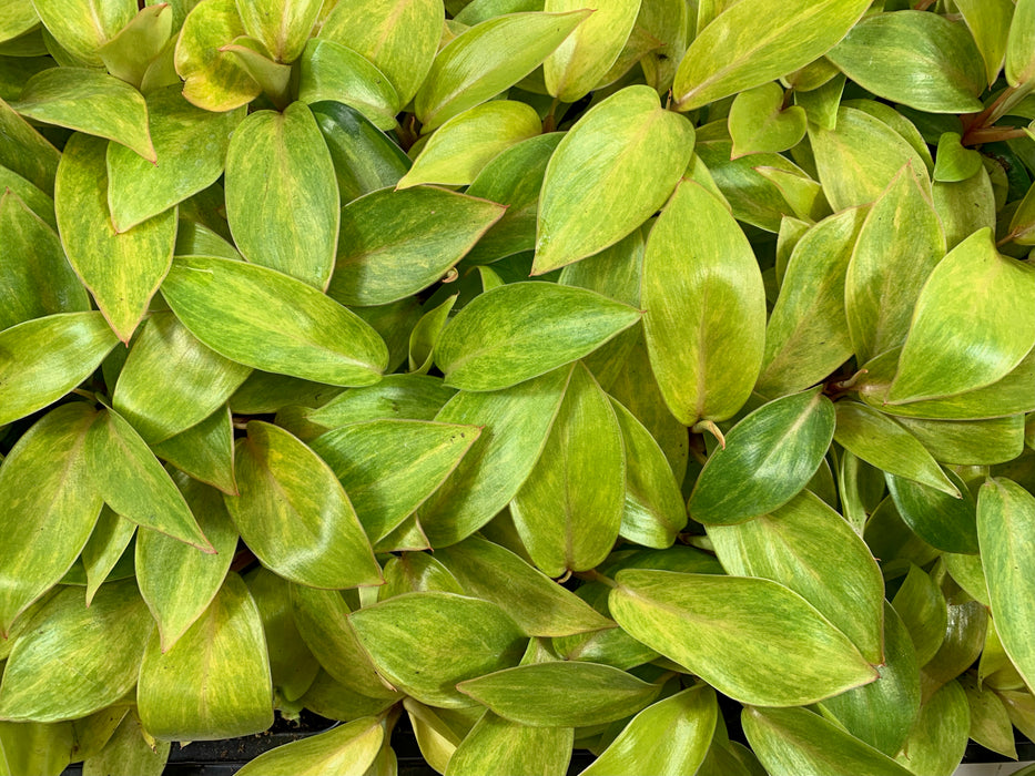 Philodendron Painted Lady-Starter Plant or 4" Grower Pot