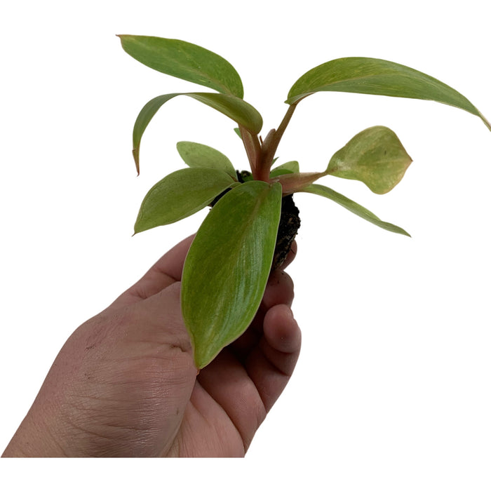 Philodendron Painted Lady-Starter Plant or 4" Grower Pot