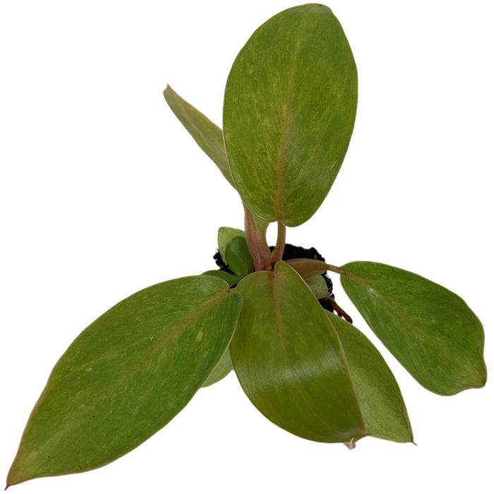Philodendron Painted Lady-Starter Plant or 4" Grower Pot
