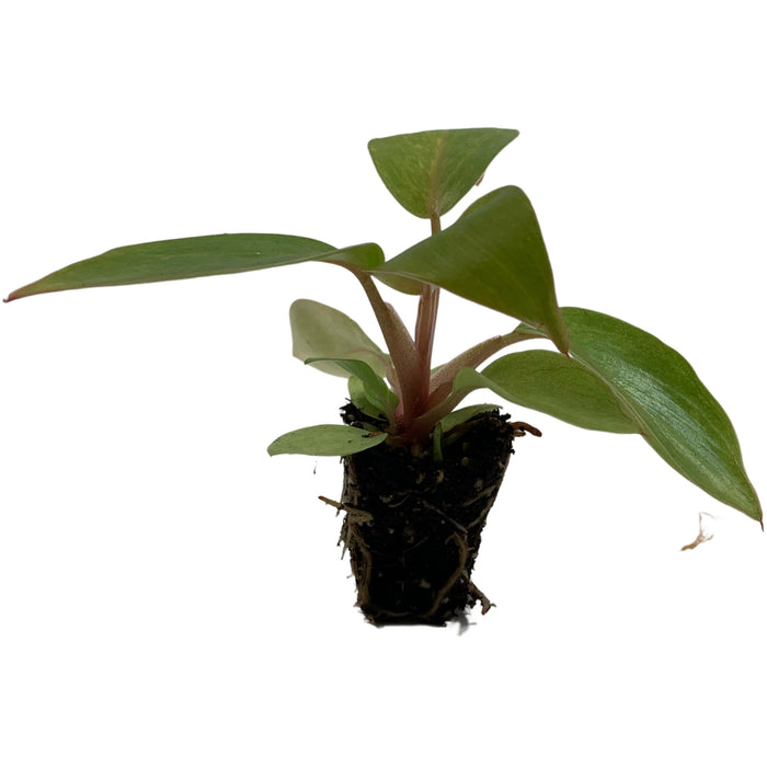 Philodendron Painted Lady-Starter Plant or 4" Grower Pot