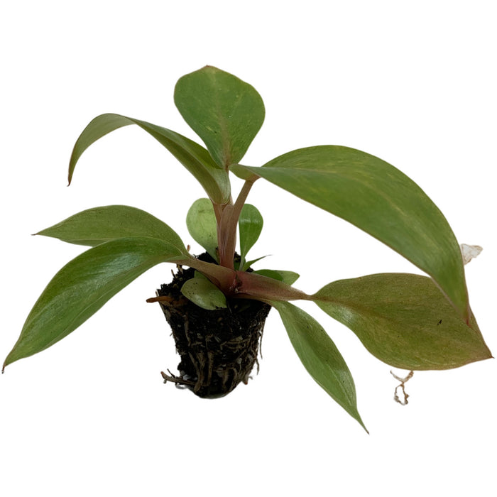 Philodendron Painted Lady-Starter Plant or 4" Grower Pot