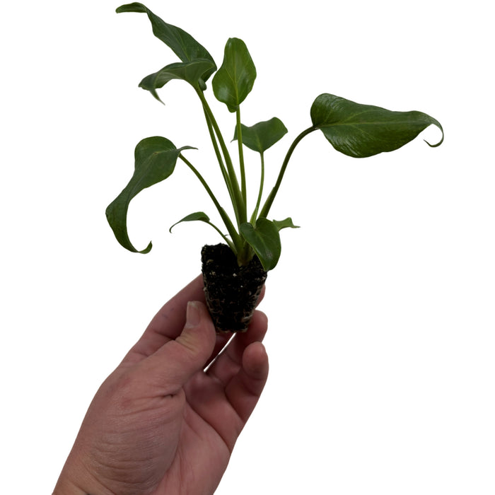 Philodendron Xanadu- Starter Plant or 4" Grower Pot