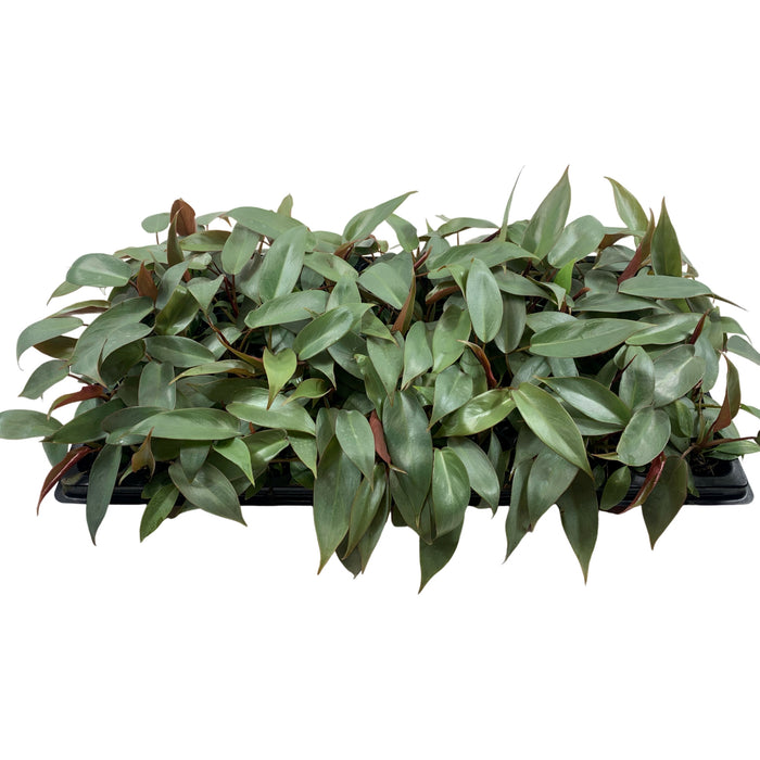 Philodendron Atabapoense-Starter Plant or 4" Grower Pot