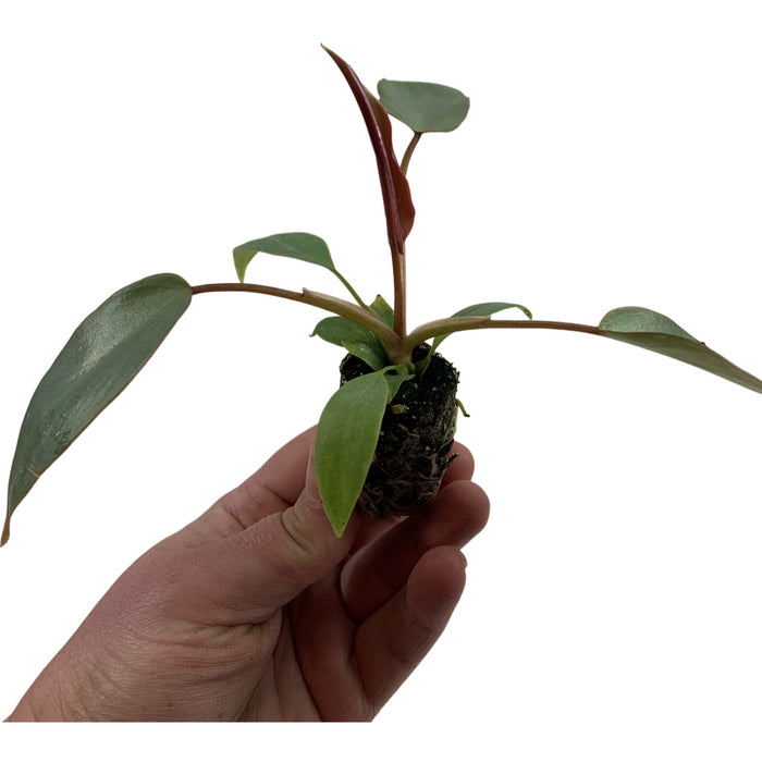 Philodendron Atabapoense-Starter Plant or 4" Grower Pot