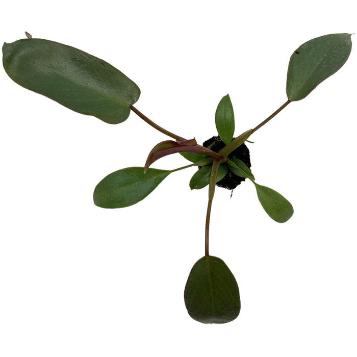 Philodendron Atabapoense-Starter Plant or 4" Grower Pot