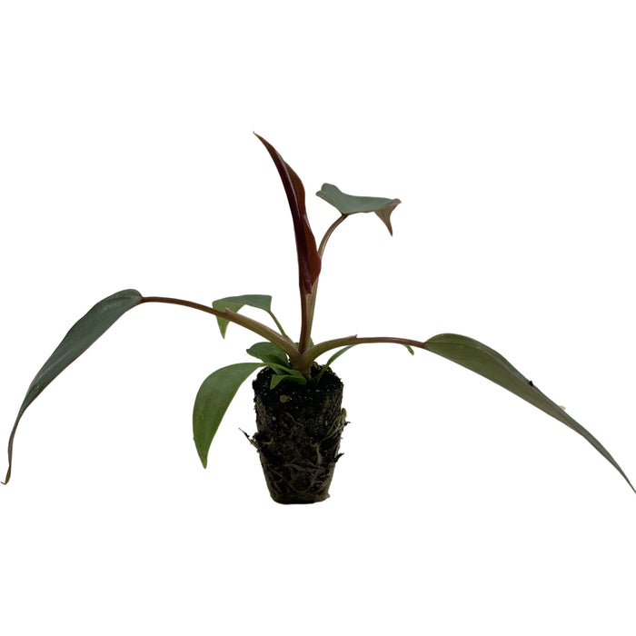 Philodendron Atabapoense-Starter Plant or 4" Grower Pot