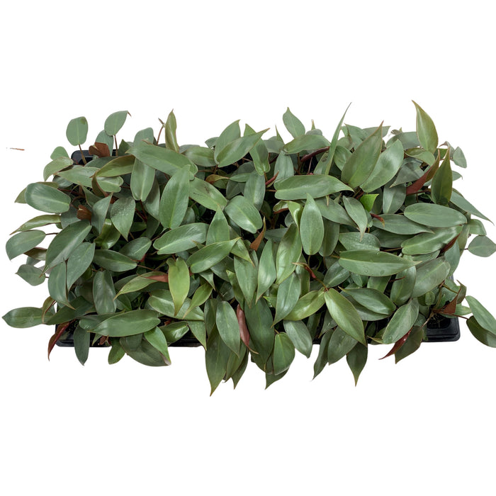 Philodendron Atabapoense-Starter Plant or 4" Grower Pot
