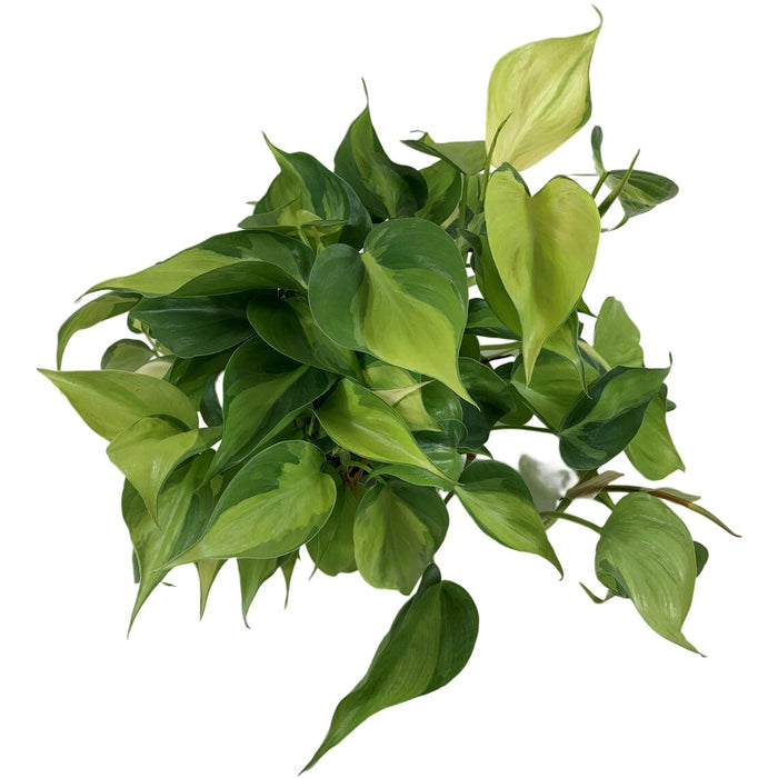 Philodendron Brasil 6" Grower Pot