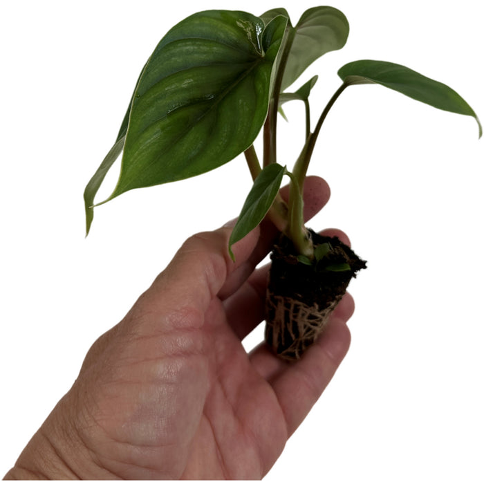 Philodendron Plowmannii-Starter Plant
