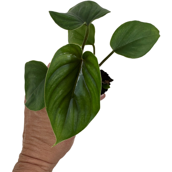 Philodendron Plowmannii-Starter Plant