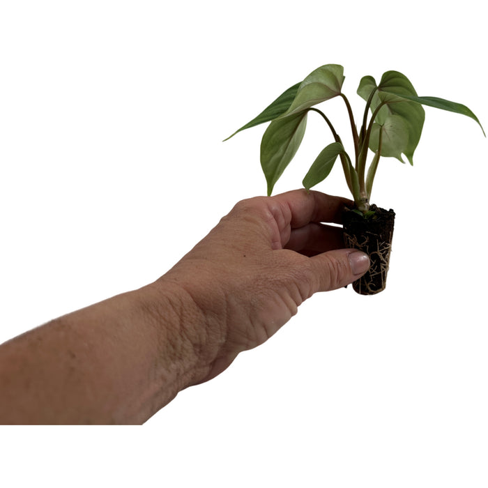 Philodendron Plowmannii-Starter Plant