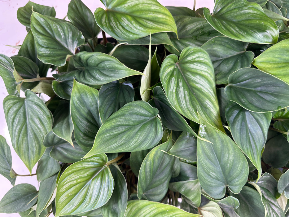 Philodendron Plowmannii-Starter Plant