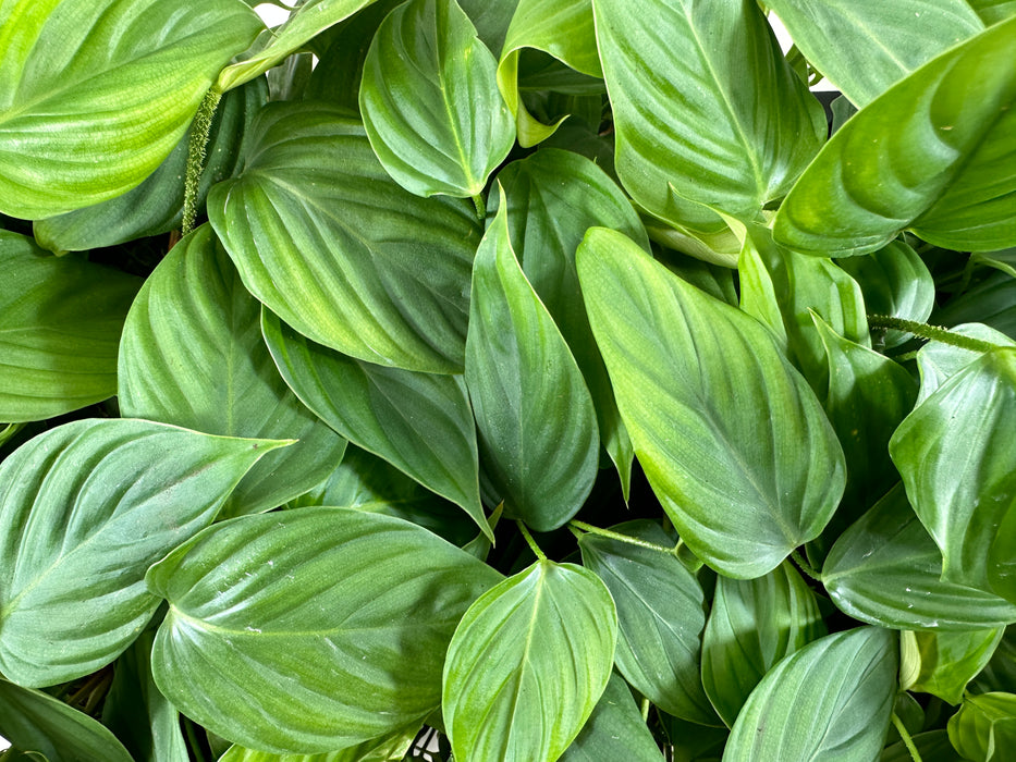 Philodendron Fuzzy Petiole -Starter Plant or 4" Grower Pot