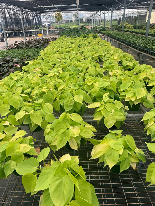 Philodendron Lemon Lime-4" Grower Pot