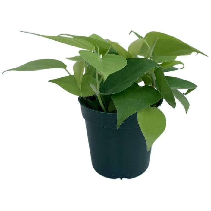 Philodendron Lemon Lime-4" Grower Pot
