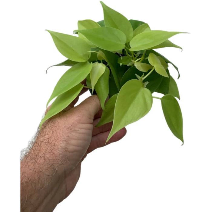 Philodendron Lemon Lime-4" Grower Pot