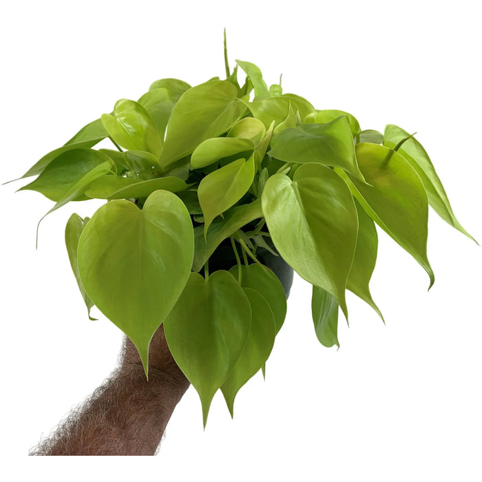 Philodendron Lemon Lime-4" Grower Pot